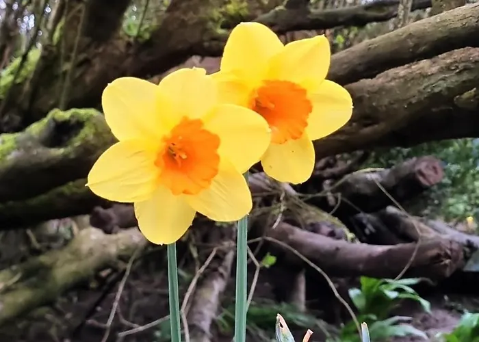 Kleine Lea2 Gemeinschaftsbad Kein Wifi منزل للإقامة Richelsdorf